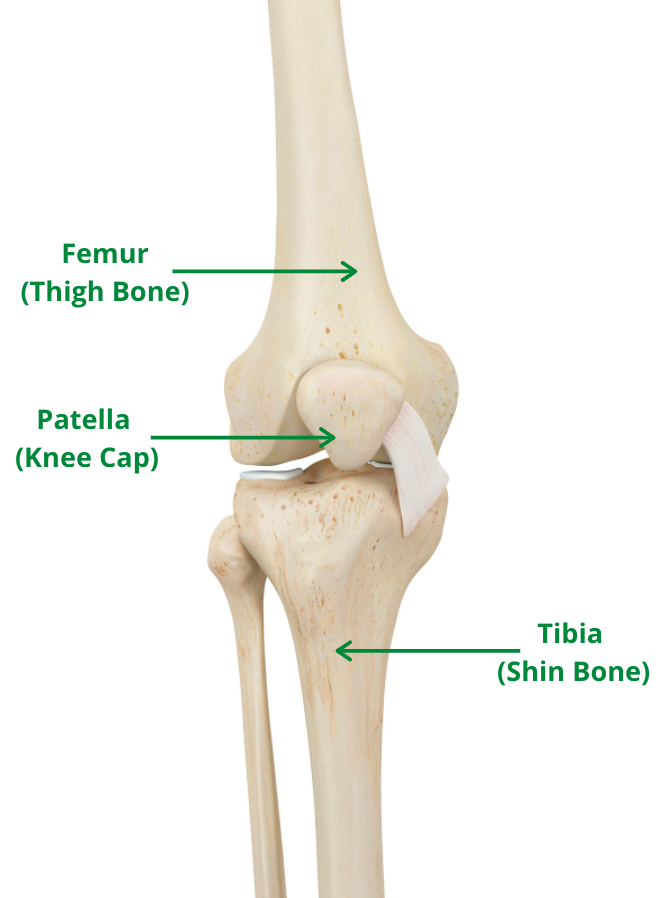 Knee labelled